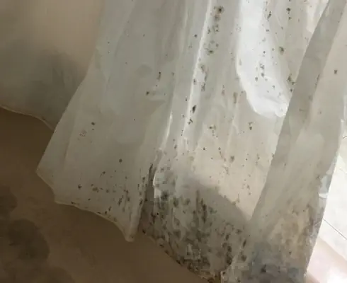 Mouldy curtain in need of curtain mould removal